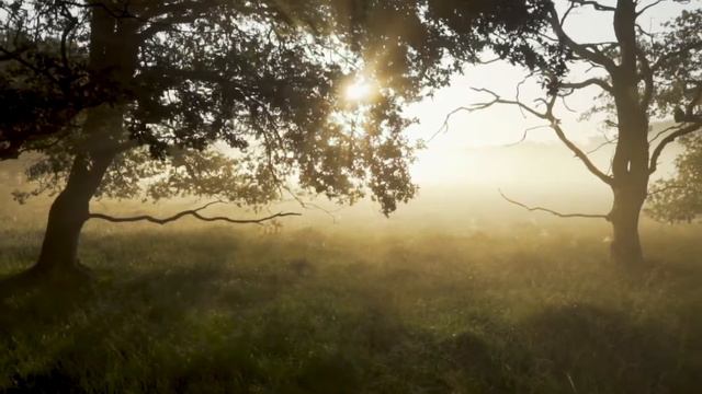 Morning Birds Singing Relaxation / Пение утренних птиц 🌲