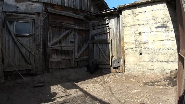 вьетнамские вислобрюхие свиньи (мой опыт содержания свиней) Подворье TV смотреть онлайн