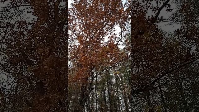 21 октября 2023 г. смотреть онлайн