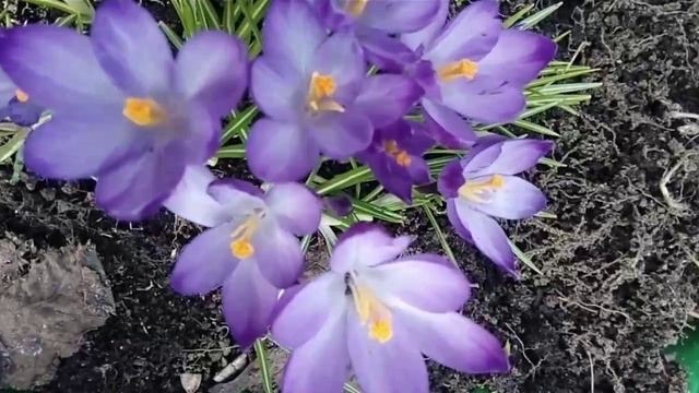 цветы с дачи