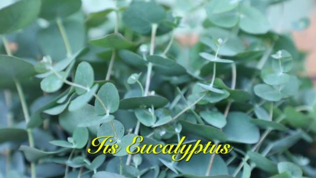 Fresh Eucalyptus Baby Blue смотреть онлайн