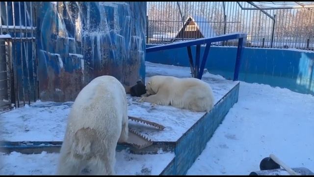 В Пермском зоопарке отметили 10-летие со дня знакомства белых медведей Милки и Сэрику.. смотреть онлайн