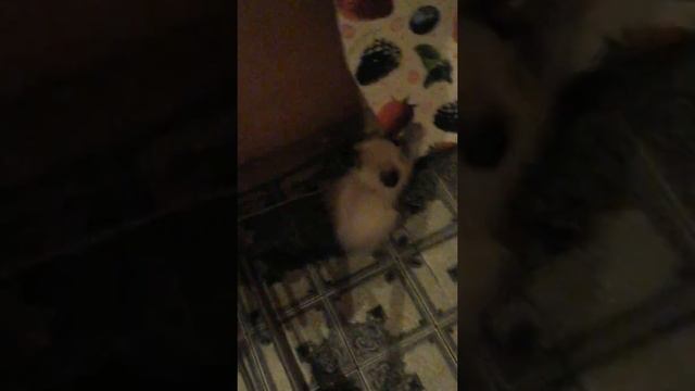 Я купил себе котёнка смотреть онлайн