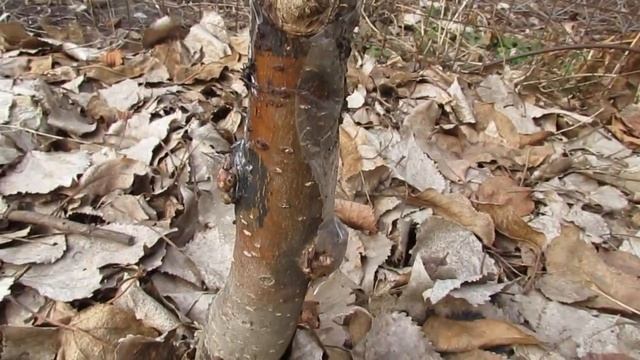 Март 2023 года. Весенний обзор самого простого и эффективного ловчего пояса для плодовых деревьев! смотреть онлайн