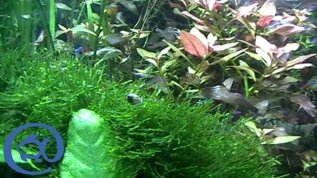 "Голландский аквариум" 1000 литров смотреть онлайн