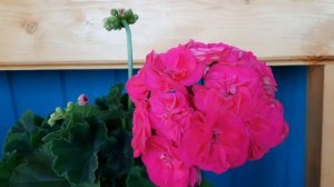 Пеларгония Survivor Rosalinda.