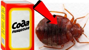 Как быстро избавиться от клопов За 3 Секунды!!!.!!!.!!!.!!!.!!!