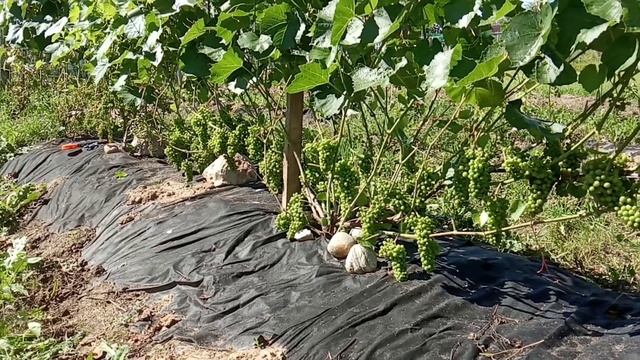 Виноград Фабел в Гатчине смотреть онлайн