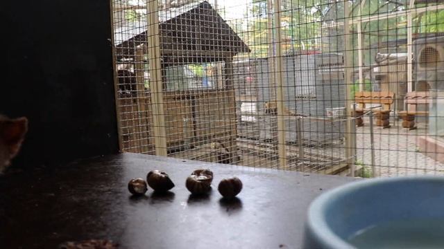 Жёлтый мангуст и куница белодушка любопытные! The yellow mongoose and the marten are curious! смотреть онлайн