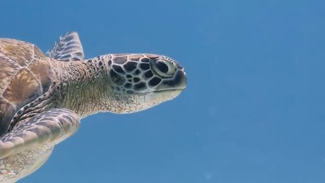 Музыка для медитации, 4 часа смотреть онлайн