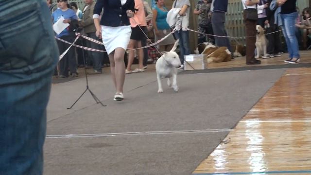 Dog Show Mono Bull terrier 2012/08/26 p08 смотреть онлайн