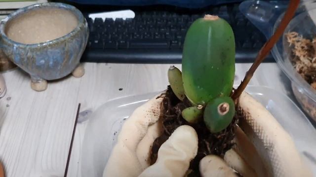 Посадка Ликасты с добавлением органики.