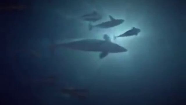 касатки жестоко убивают огромного кита смотреть онлайн