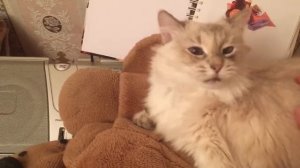 Котейка фырчит (сибирская кошка)