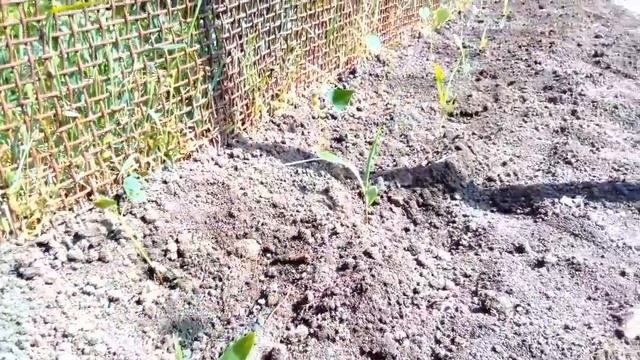 РАССАДА ФАСОЛИ БЕЗ ЗЕМЛИ! смотреть онлайн