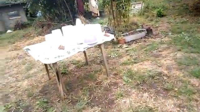 Блог 14 сентября. Собираю орехи, алычу. Думаю что сделать с базиликом? смотреть онлайн