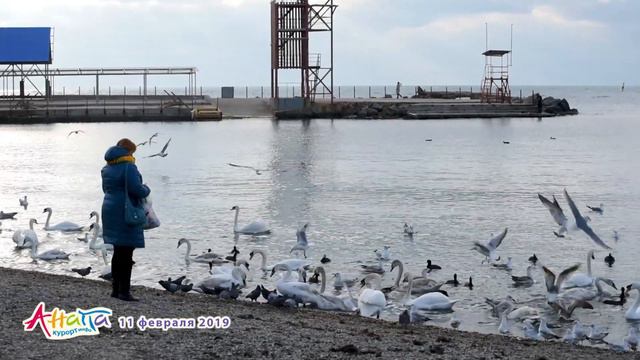 #АНАПА. ПОГОДА 11.02.2019. Защита набережной от оползней. Малая бухта. Лебеди. Море и пляж зимой. смотреть онлайн