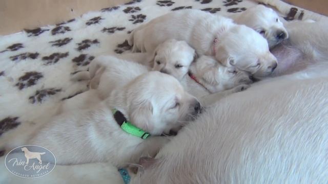 Щенки лабрадора в 3 недели. Питомник лабрадоров Irin Angel. смотреть онлайн