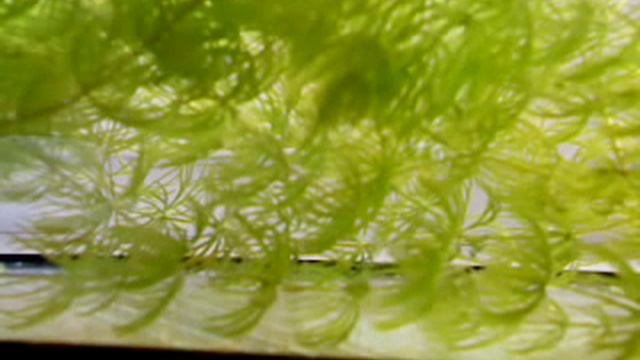 СУМАТРАНСКИЙ БАРБУС. РАЗВЕДЕНИЕ смотреть онлайн