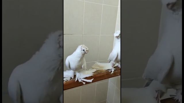 ОБЗОР НОВАЯ КОЛЛЕКЦИЯ. Узбекские двухчубые голуби. Tauben. Pigeons смотреть онлайн
