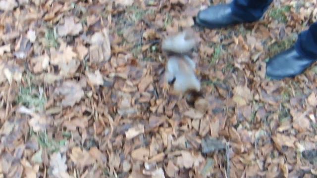 Елагин остров. Белочка. 28.11.2017