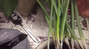 Эухарис (амазонская лилия): пересадка, деление. Условия содержания. Не цветёт - дам совет.