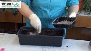 Как сеять помидоры. Посев семян томата на рассаду.