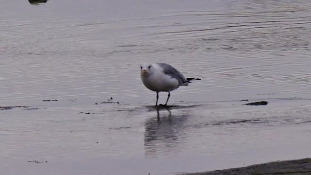 Чайка. Танец лапками смотреть онлайн