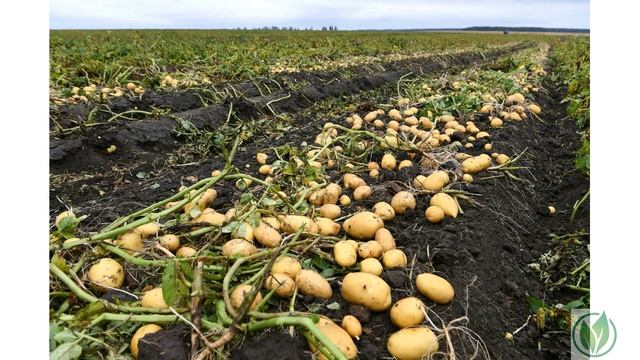 Сорт картофеля «Скарб» смотреть онлайн