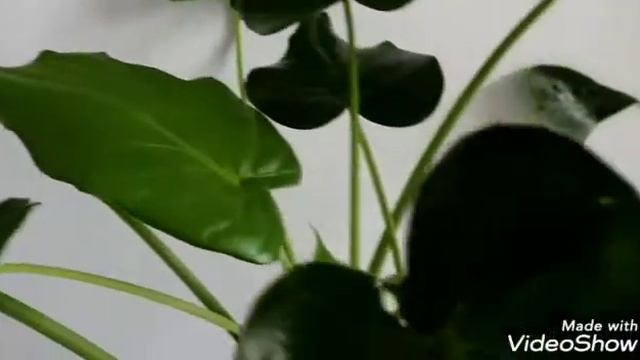 Alocasia mano de buda Planta de Interior. Vivero online envio de plantas a domicilio смотреть онлайн