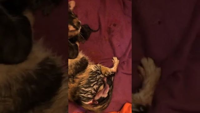 Кошка рожает.Часть 2 | How a CAT gives BIRTH. смотреть онлайн