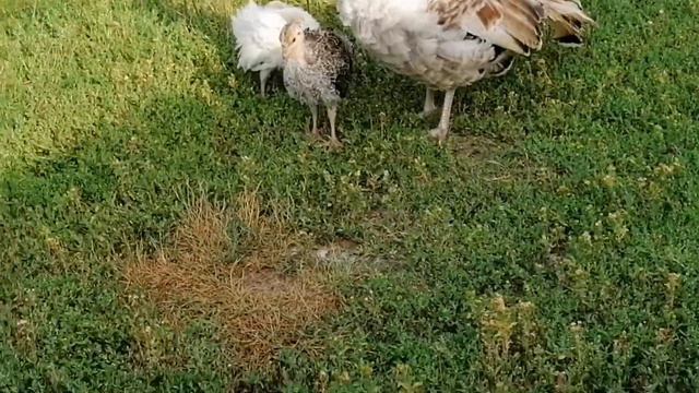 Дела житейские, Будни в деревне Калинки Костромской области смотреть онлайн
