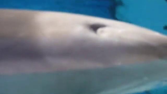 Dolphins - Blowhole & Breathing смотреть онлайн