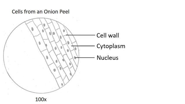 Proper Microscope Drawings and Observations смотреть онлайн
