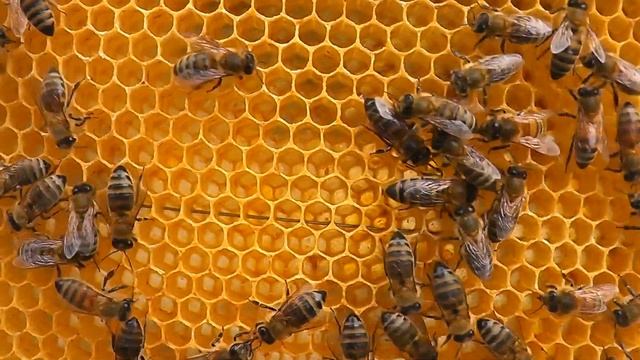 ПОБЕЛКИ НЕТ, ТЯНУТ КОРИЧНЕВУЮ ВОЩИНУ В ЧЁМ ПРИЧИНА.