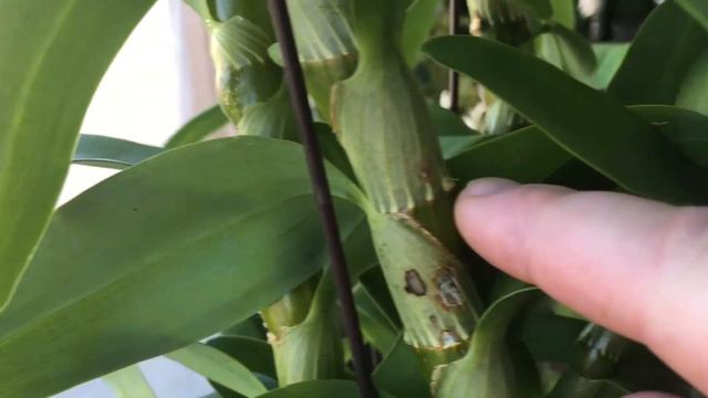 Dendrobium nobile success yay!!!!🙌🏽🙌🏽🙌🏽 смотреть онлайн