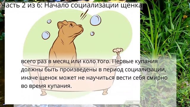 Как дрессировать щенка питбуля смотреть онлайн