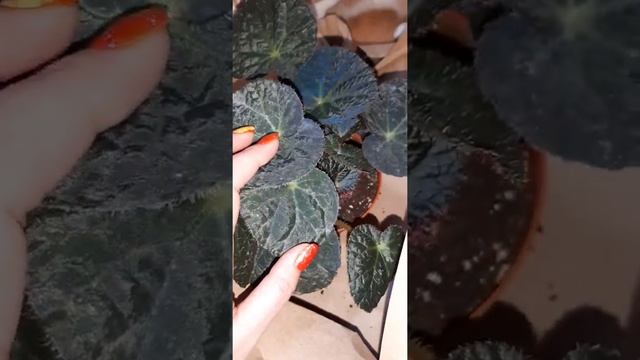 "МАГИЧЕСКАЯ " БЕГОНИЯ ?♀️Купила, не удержалась #комнатные_цветы #бегония #новинки_цветов смотреть онлайн