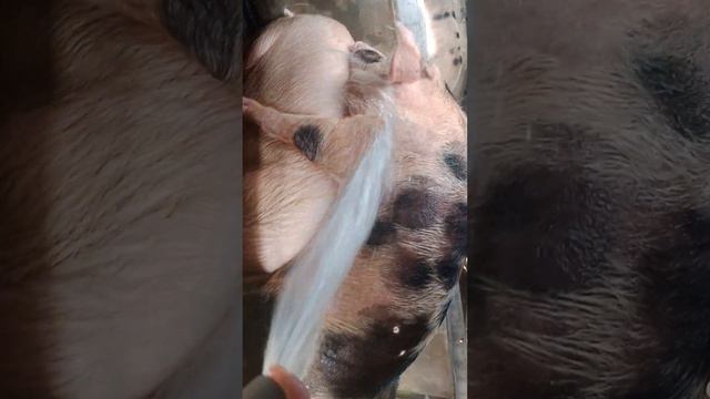 Babi kawin смотреть онлайн