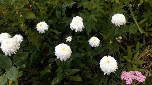 Нивяник Фиона Гогхилл.  И ромашка, и хризантема...