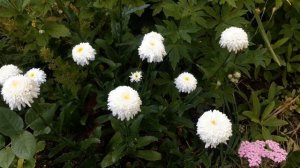 Нивяник Фиона Гогхилл.  И ромашка, и хризантема...