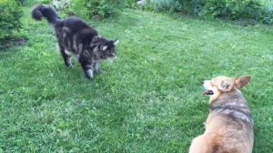 МЕЙНКУН НАПАДАЕТ!