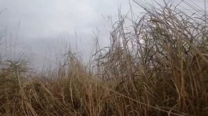 #Не забываемая охота на гуся ( осень 2022 год Амурская область )