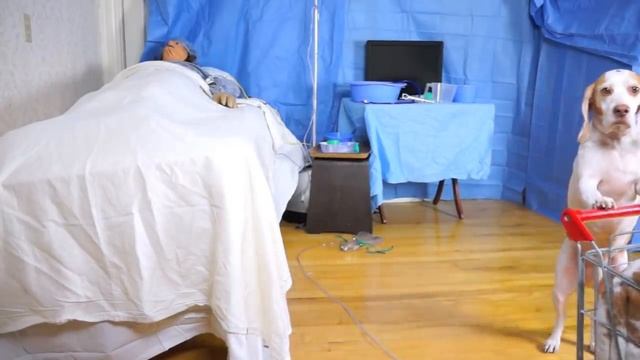 Dogs' Epic Shopping Cart Voyage: Funny Dogs Maymo & Penny смотреть онлайн