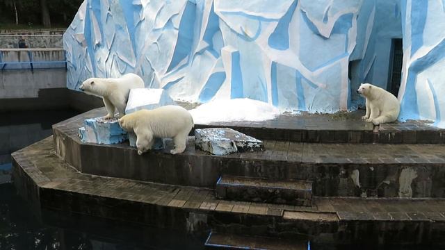 Медвежата просят молоко, но Герда заупрямилась 23.08.2020