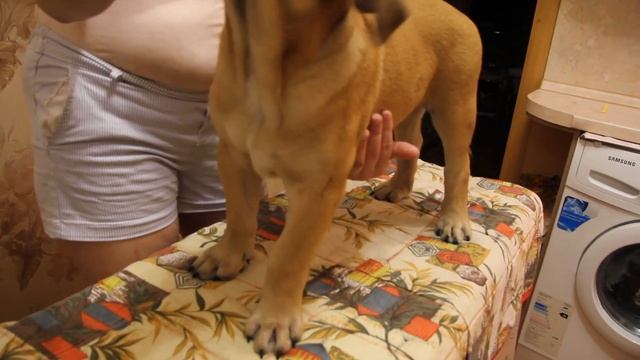 Питомник "Лунная Соната" г. Москва предлагает самых красивых щенков! Майорский Мастиф (Ка Де Бо) смотреть онлайн