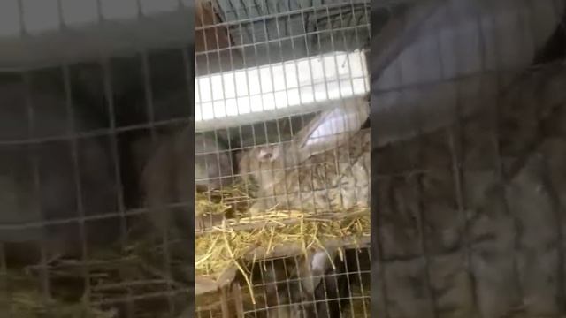 Бельгийский фландр смотреть онлайн