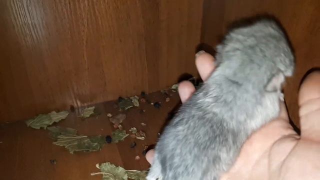 Чем отличается Окрасы Шиншилл Бриллиант от Сапфира! смотреть онлайн