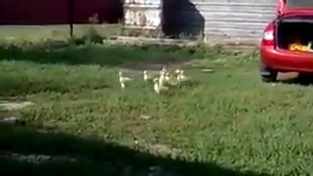 Гуси в строй! смотреть онлайн