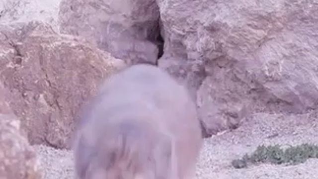 Раз манул, два манул...